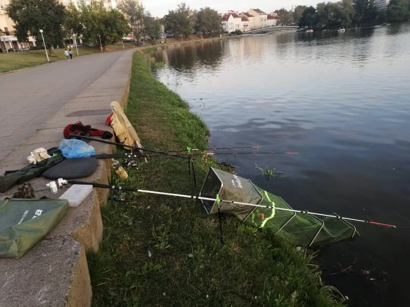 Лещ, Плотва