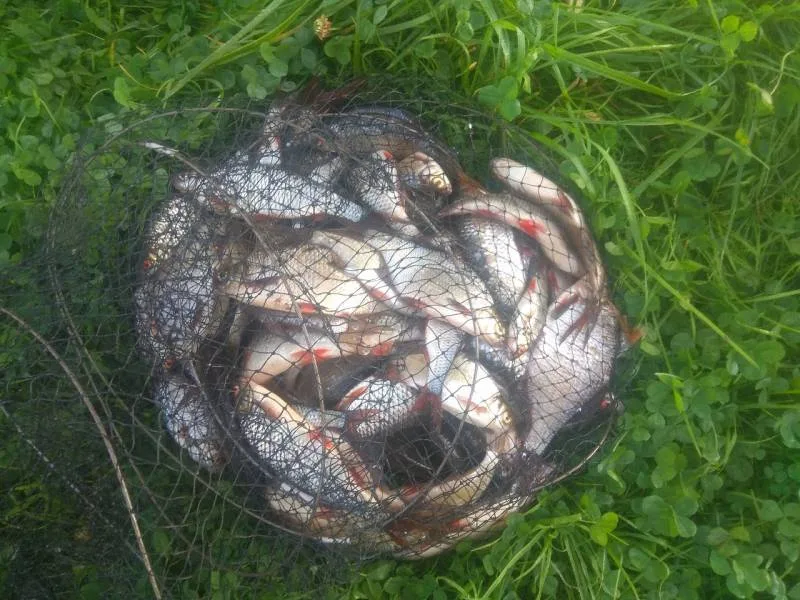 Лещ, Карась