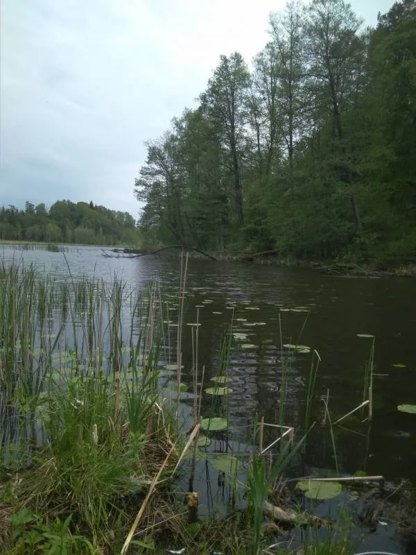 Лещ, Линь