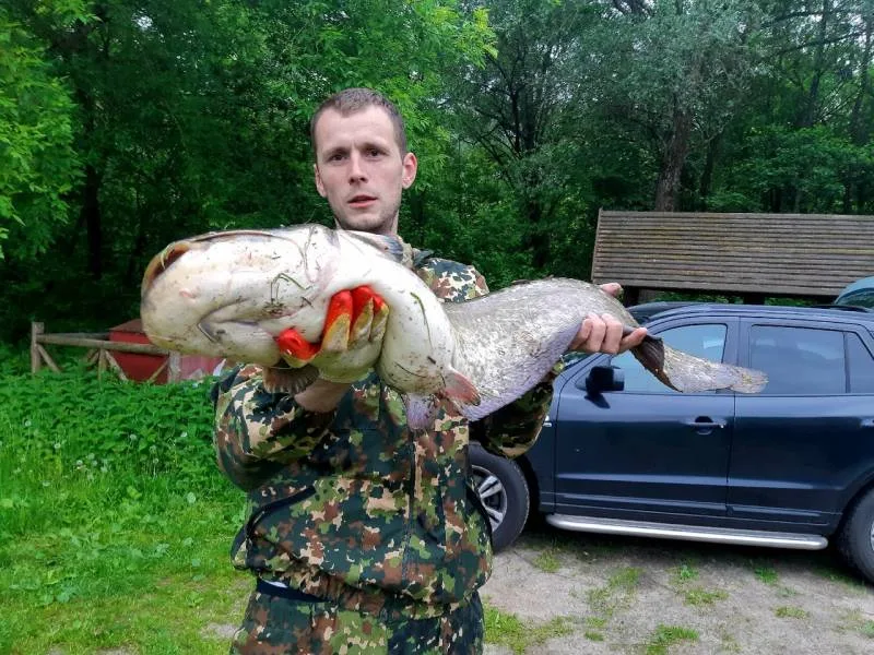 Сом