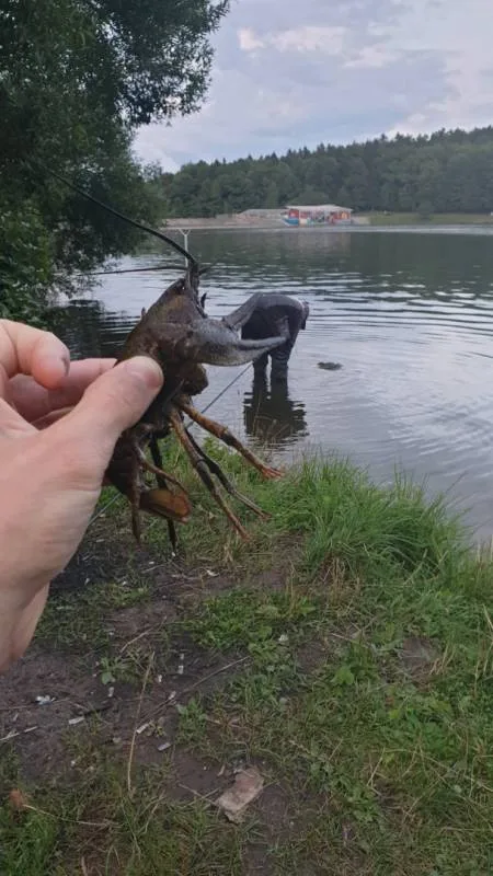 Лещ, Карась