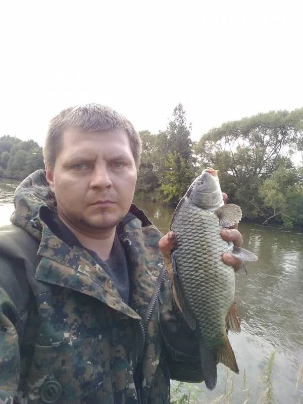 Карп, Сом
