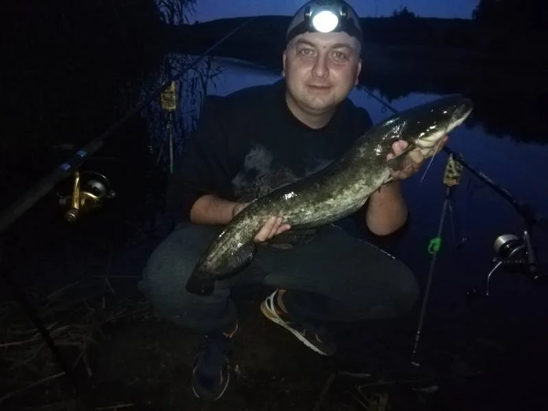 Сом