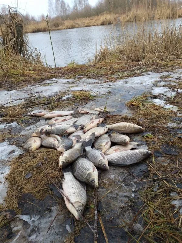 Карась