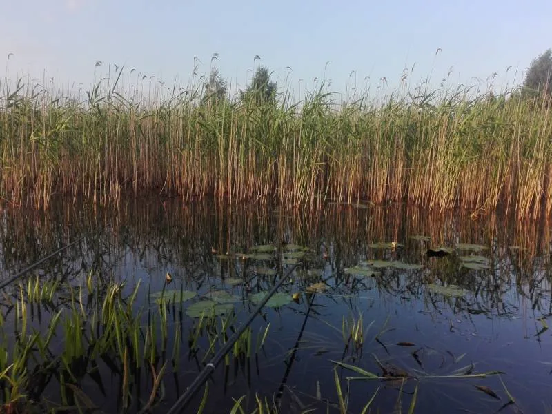 Карась