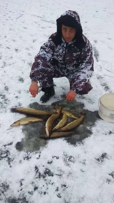 Щука