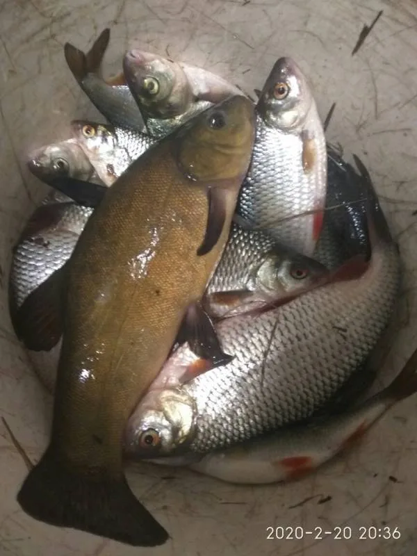 Лещ, Щука