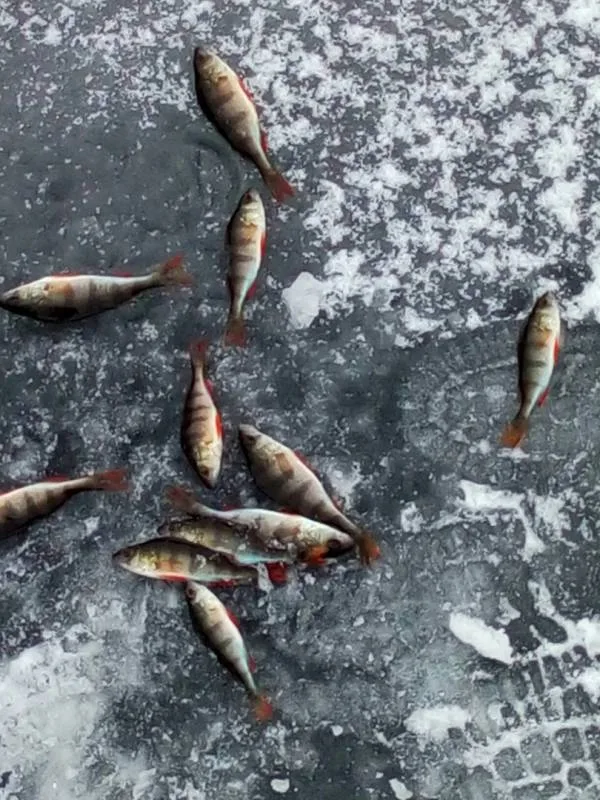Окунь