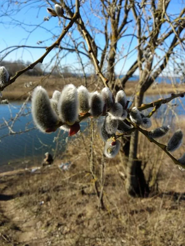 Уклейка, Лещ