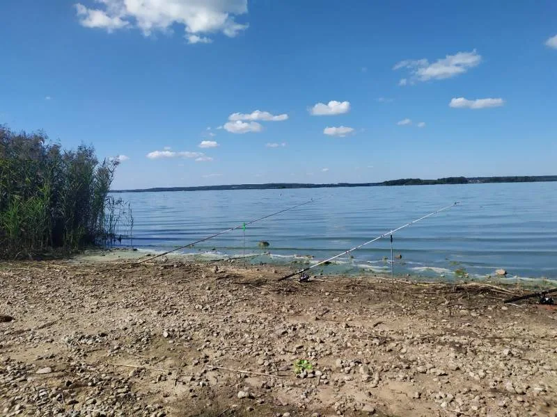 Лещ, Окунь