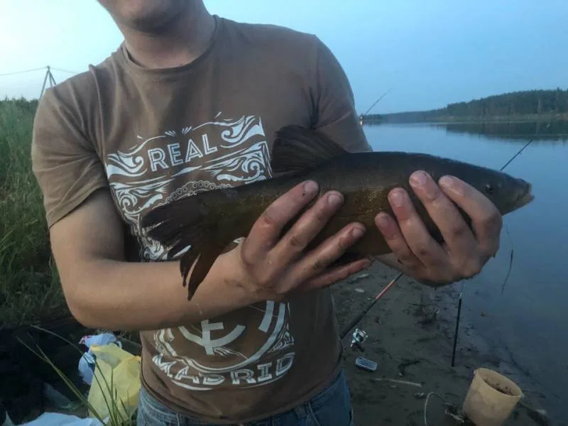 Линь