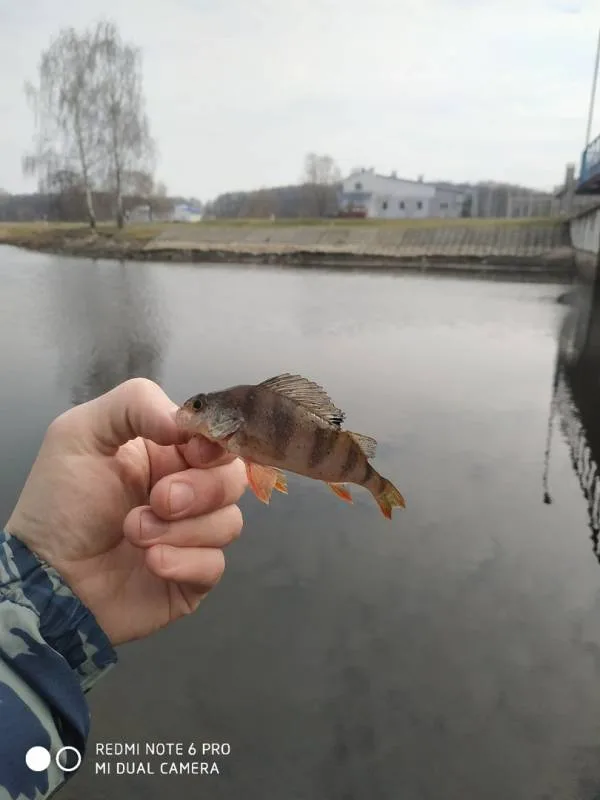 Окунь, Щука