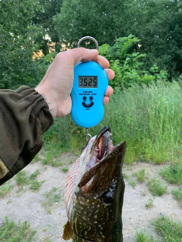 Щука