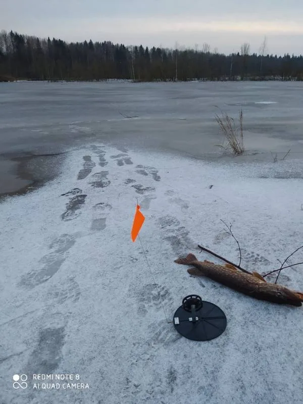 Щука