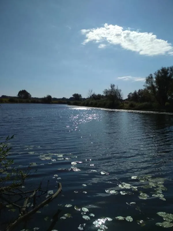 Окунь, Щука