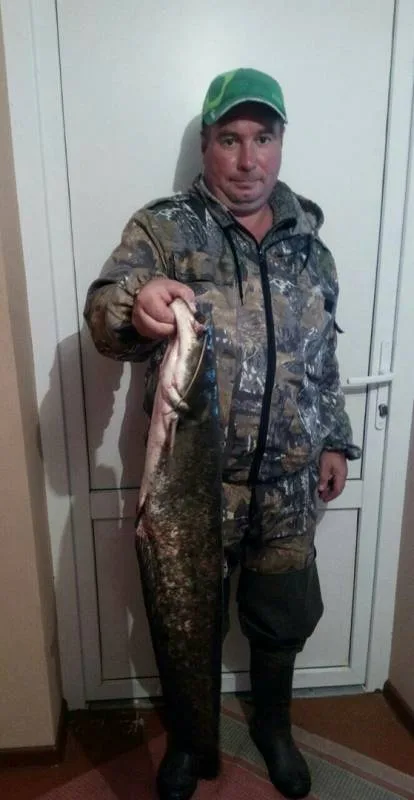 Сом