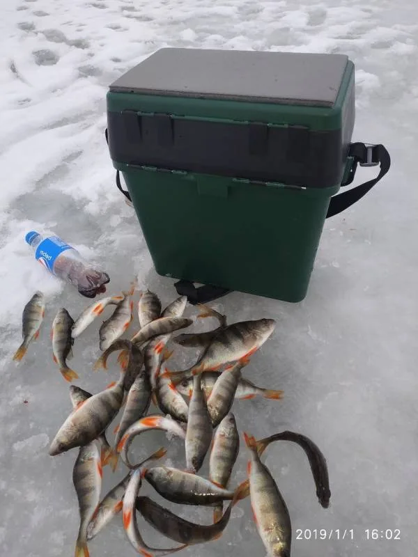 Окунь