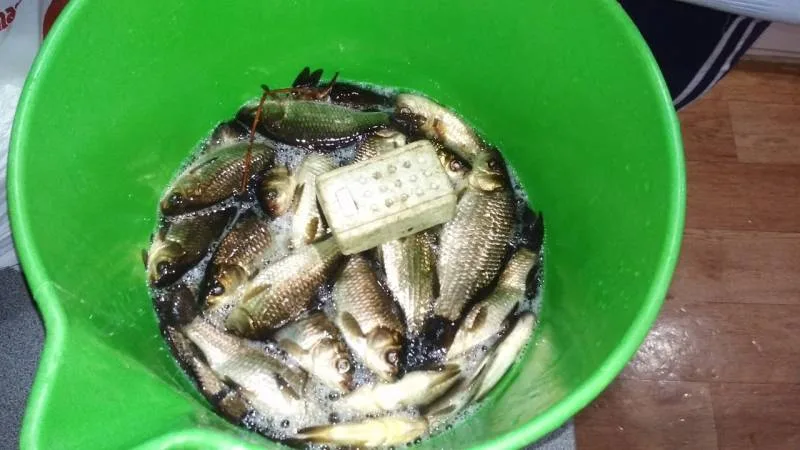 Карась