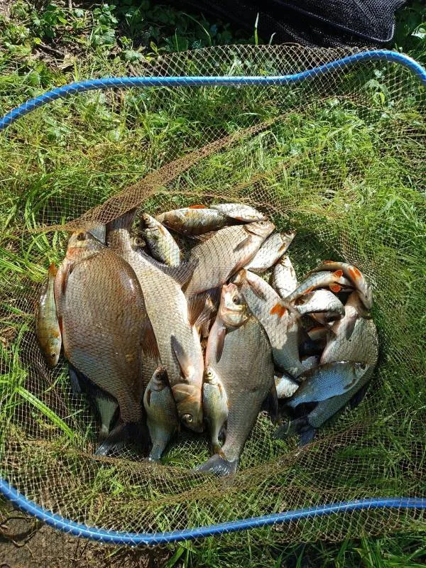 Лещ, Окунь