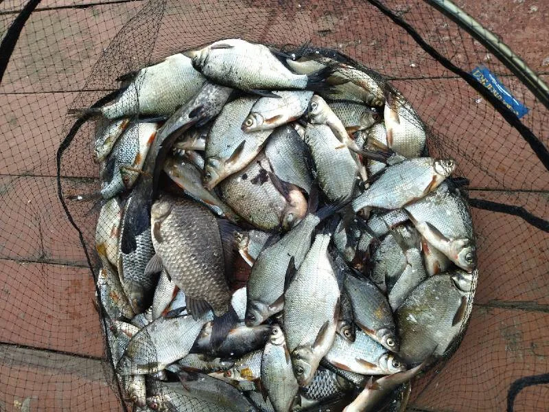 Лещ, Карась