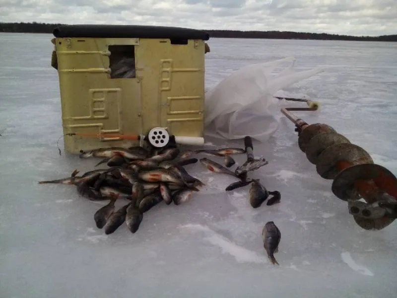 Окунь