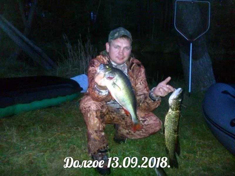 Окунь, Щука