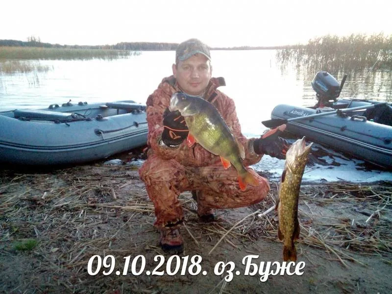 Окунь, Щука