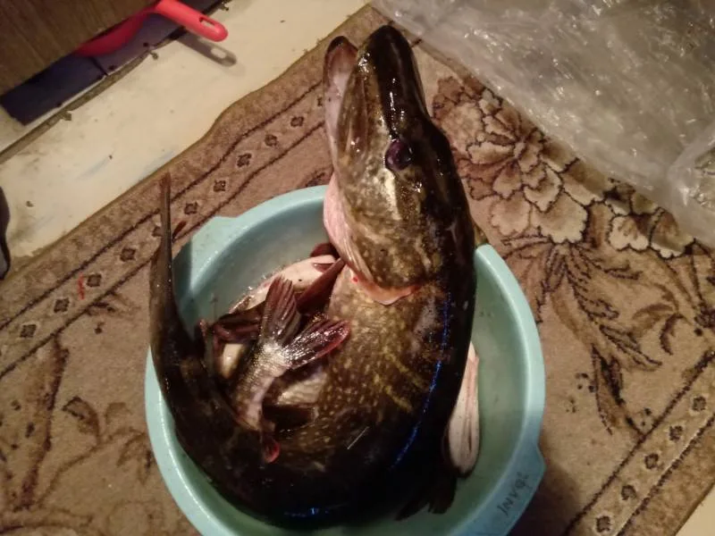 Щука