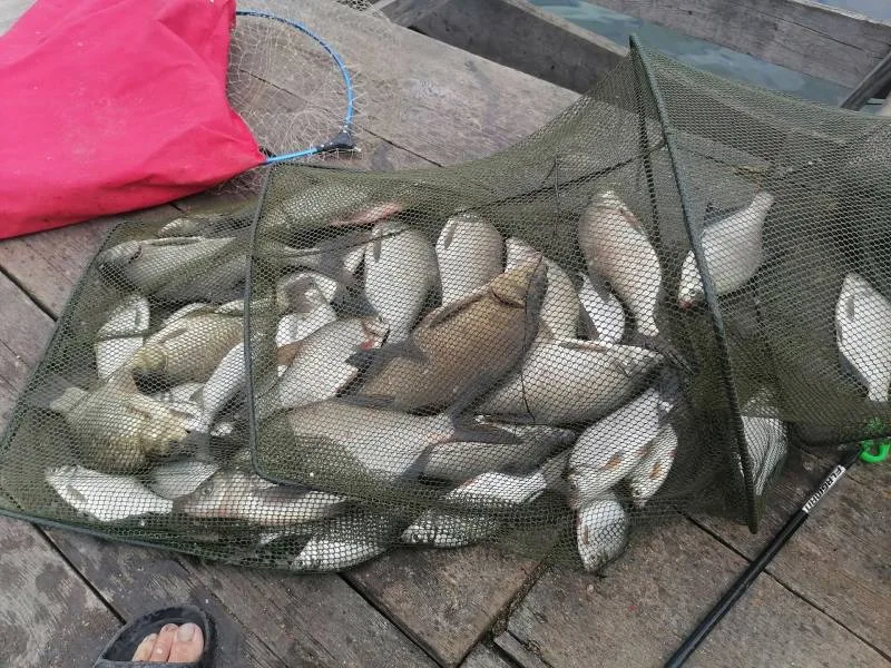 Лещ, Карась