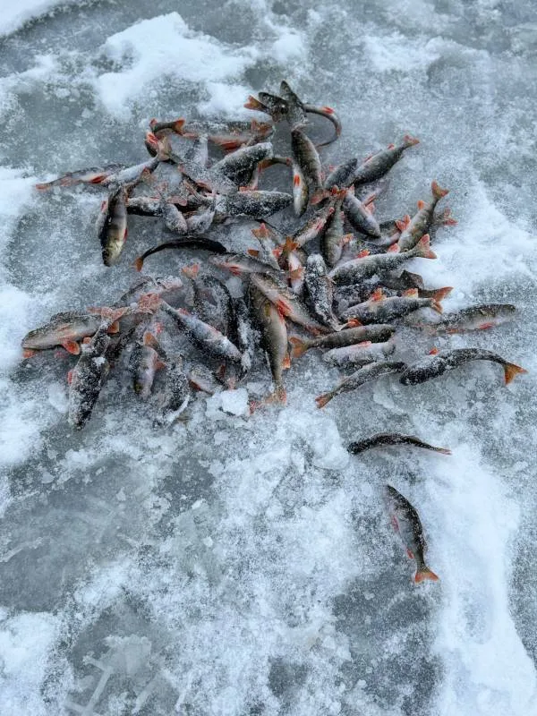 Окунь