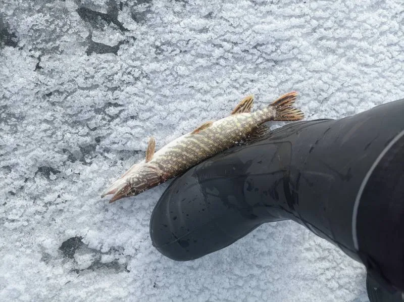 Щука