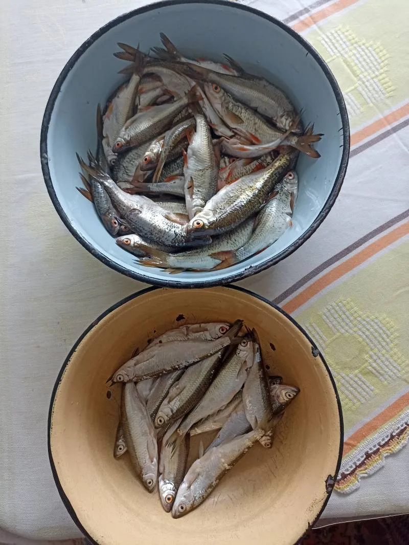 Уклейка, Плотва