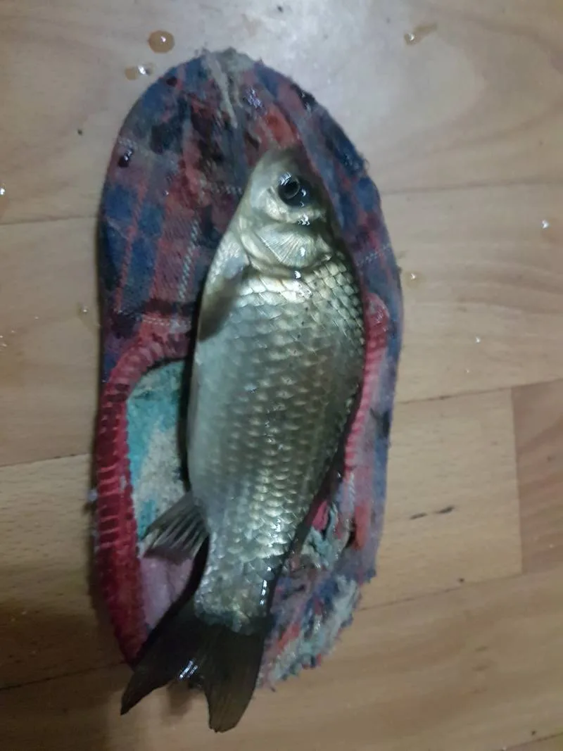 Карась