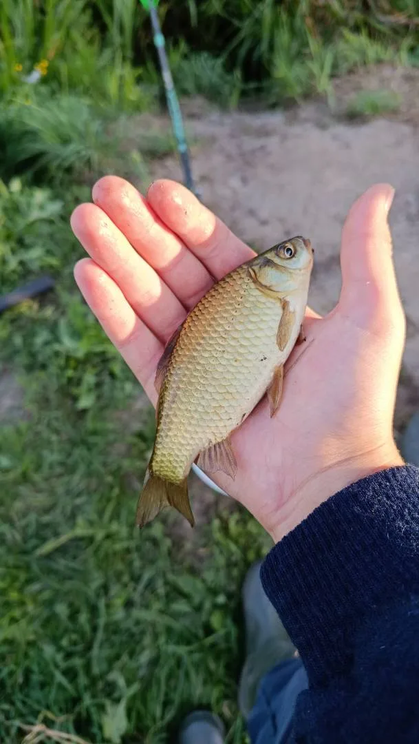 Карась