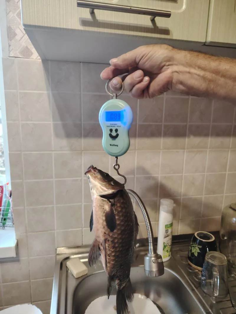 Карась