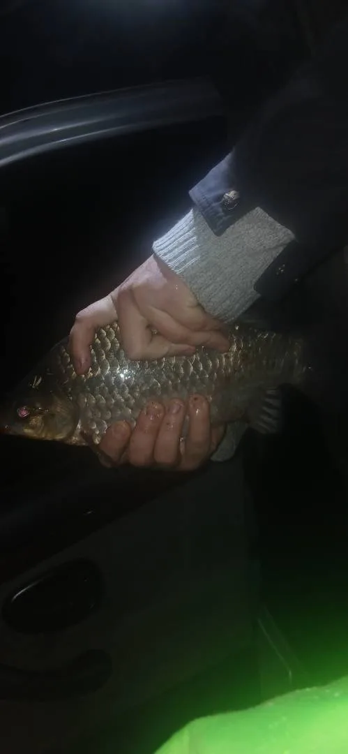 Карась