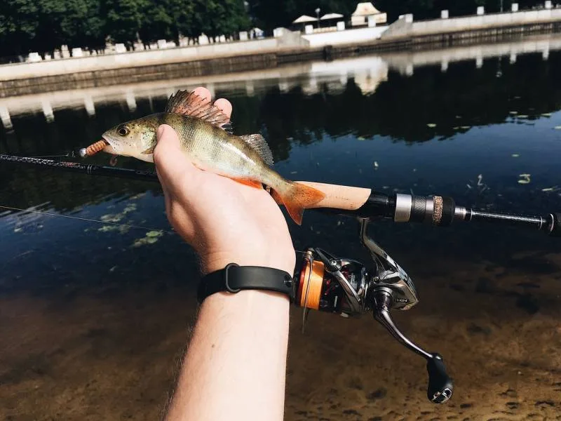 Окунь, Щука