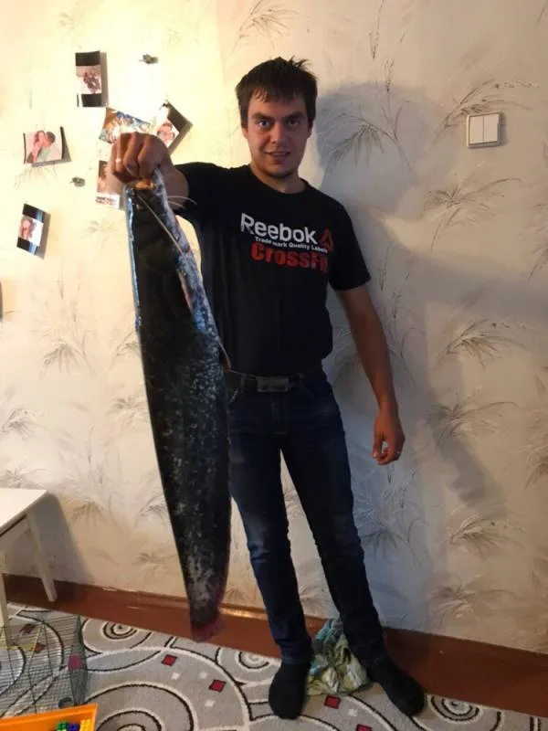 Сом