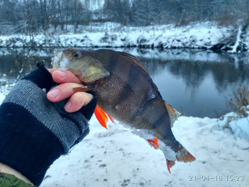 Окунь