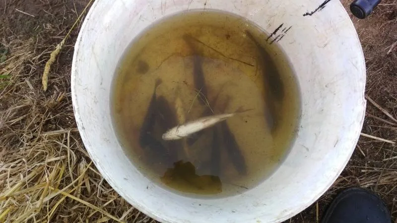 Карась