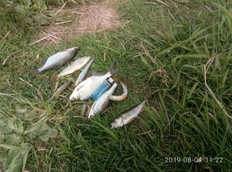 Окунь, Плотва