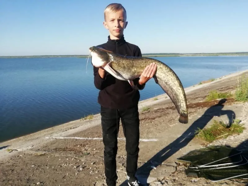 Сом