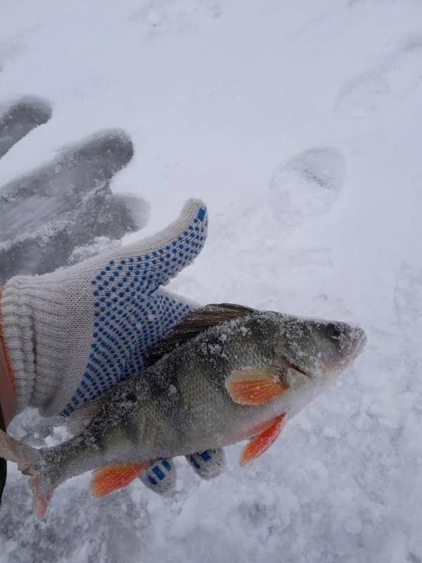 Окунь