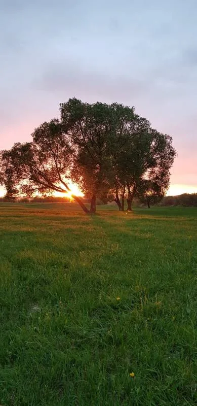 Окунь, Густера