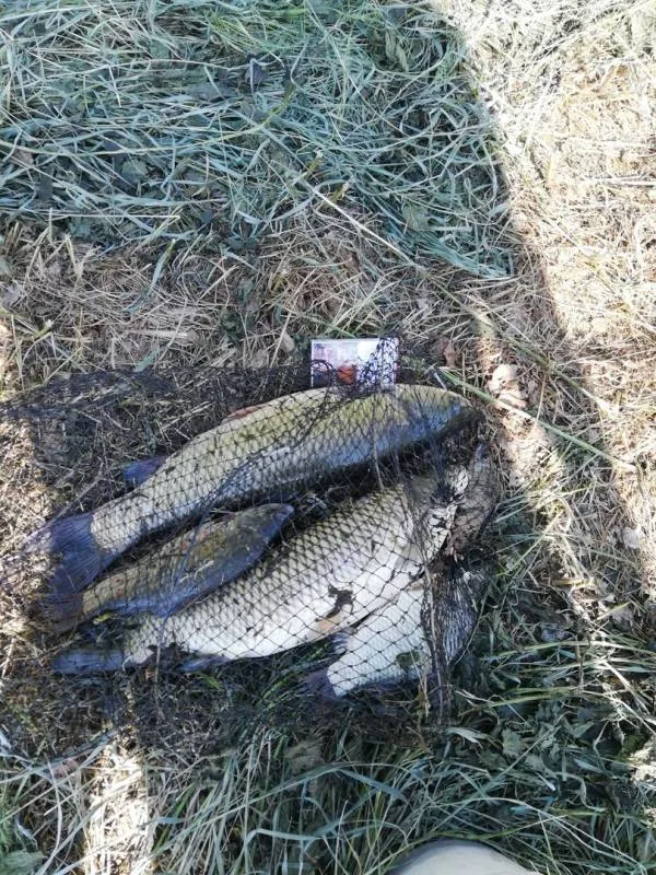 Карась