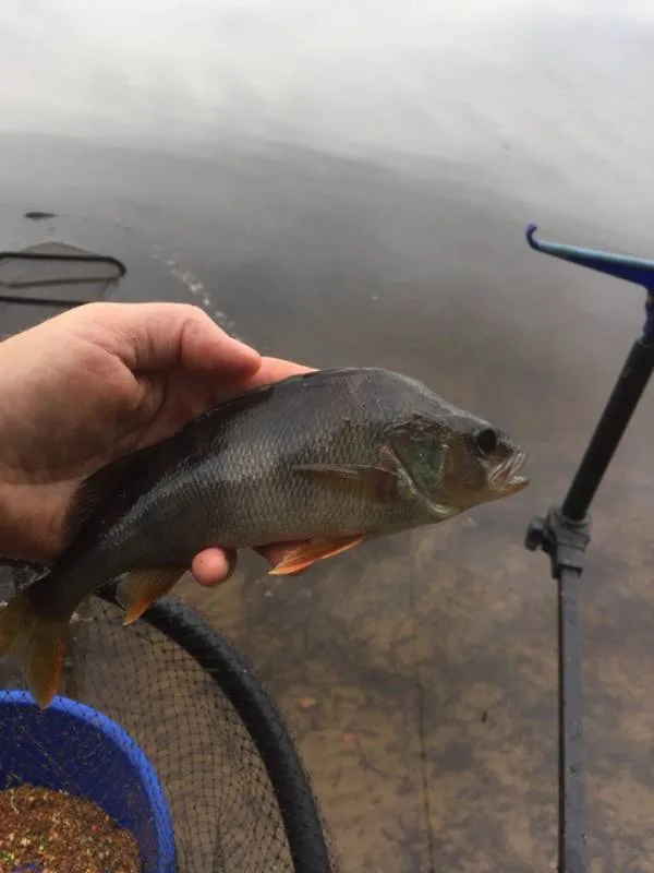 Лещ