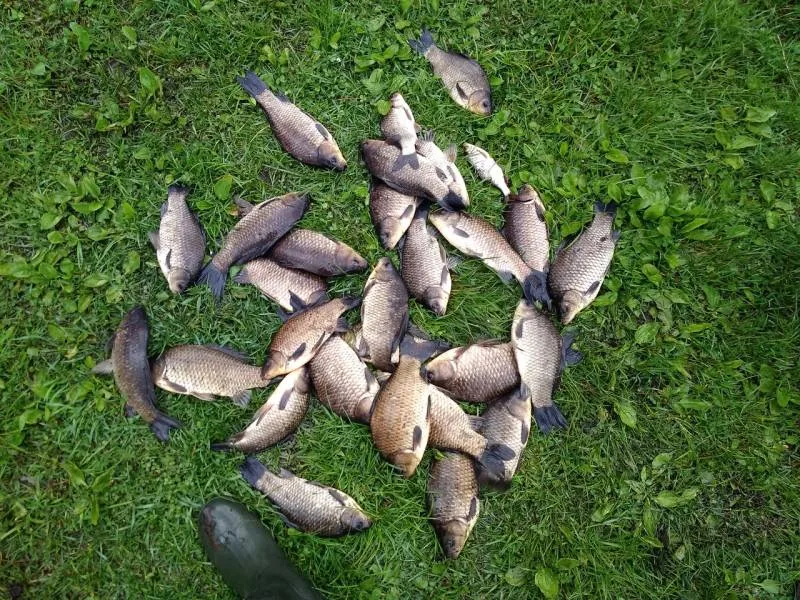 Карась